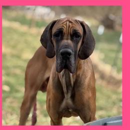 Guru (Yogi) - Fawn male Great Dane puppy in Cadillac, Michigan from Garrow Danes House of Blues