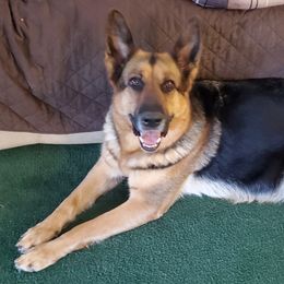 Po - German Shepherd