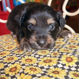 Watermelon - Black tri male Miniature Australian Shepherd puppy in Buchanan, Georgia from Stanleyville Farm Mini Aussies