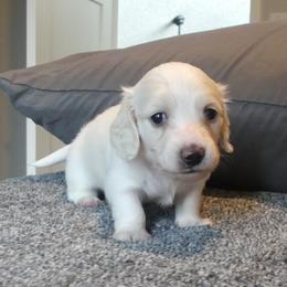 AKC Snow - Cream male Dachshund puppy in Plant City, Florida from Oakley's Dachshund Ranch