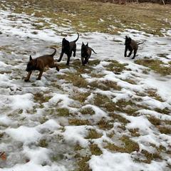 Belgian Malinois Puppies from Battle Road K9