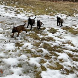 Belgian Malinois Puppies from Battle Road K9