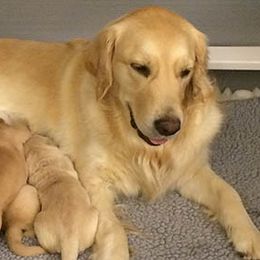 Golden Retrievers from K-Jen Goldens