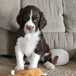 Boy 2 - Liver and white male English Springer Spaniel puppy in Newville, Pennsylvania from Davis English Springer Spaniels