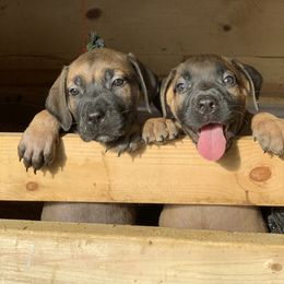 Boerboel Puppies from Heritage Boerboels