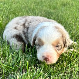 LYRA - Red merle female Australian Shepherd puppy in Vernal, Utah from Dancing M Kennels