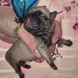 Girl 2 - Fawn female Pug puppy in Fitzwilliam, New Hampshire from Kayla's Pugs