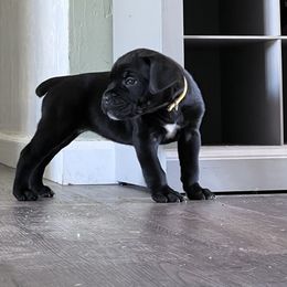 Cane Corso Puppies from Ragnarok kennels