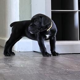 Cane Corso Puppies from Ragnarok kennels