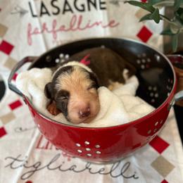 Penne - White and red female Bordoodle puppy in Valley Center, California from Circle R Valley Bordoodls