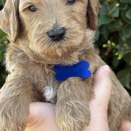 Blue collar - Red  male Goldendoodle puppy in Fontana, California from Grammy's Puppy Love doodles and poodles