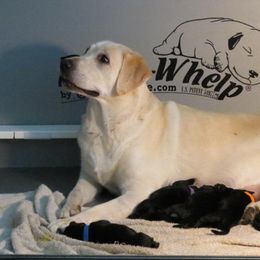 Labrador Retriever Puppies from Aisling Labradors of N.E. Florida