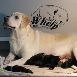 Labrador Retriever Puppies from Aisling Labradors of N.E. Florida
