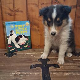 Dodger - Black white and tan male Collie puppy in Montpelier, Virginia from Gun Barrel Collies