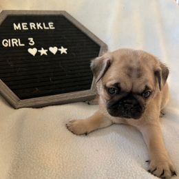 Girl 3 - Fawn female Pug puppy in Norborne, Missouri from Pug Palace
