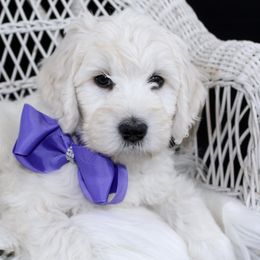 Bernedoodle and Goldendoodle Puppies from Dawg'on Doodles
