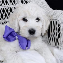 Bernedoodle and Goldendoodle Puppies from Dawg'on Doodles