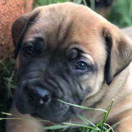Bravo - Brown male Boerboel puppy in Pearce, Arizona from Desert Stronghold Boerboels