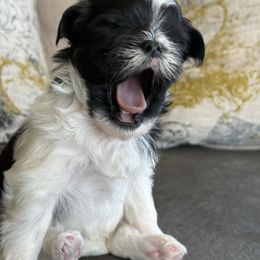 Momo - Black and white male Shorkie puppy in Idaho from Little Rascal Ranch