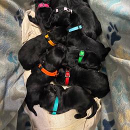 Pink - Black female Labrador Retriever puppy in Beaverdam, Virginia from Riverside Sunset Labrador Retrievers