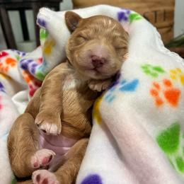 Pink Girl - Apricot female Goldendoodle puppy in Thomasville, Georgia from South Georgia Golden Doodle Ranch LLC