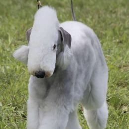 Bedlington Terriers from Silverwood