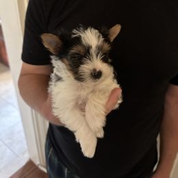 Betsy - Black tan and white Biewer Terrier puppy in Lansing, Michigan from ABC Biewers and Biros