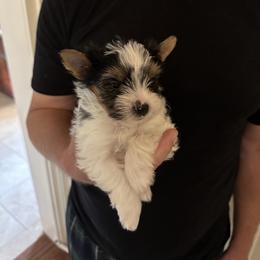 Betsy - Black tan and white Biewer Terrier puppy in Lansing, Michigan from ABC Biewers and Biros