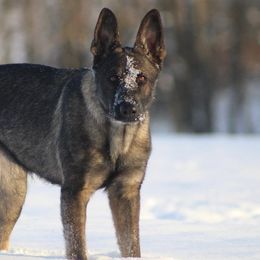 German Shepherds from Vom Schwarzen Mond