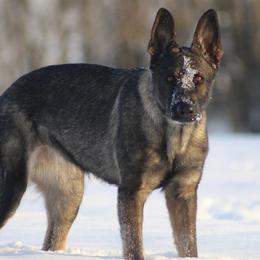 German Shepherds from Vom Schwarzen Mond