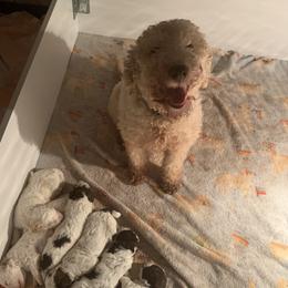 Stormi - Lagotto Romagnolo