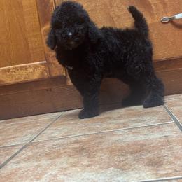 Girl 2 - Black female Poodle puppy in Bremen, Georgia from Kelley’s Poodle Patch