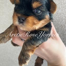 Boy 1 - Blue and gold male Yorkshire Terrier puppy in Alaska from Arctic Rose Yorkies
