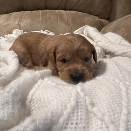 Ruby - Apricot female Goldendoodle puppy in Graham, North Carolina from Geise Meadow Doodles