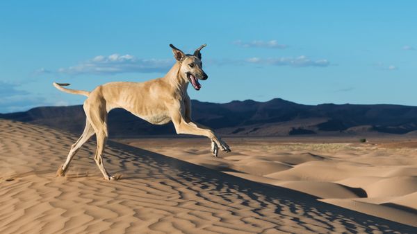 Find Sloughi puppies for sale