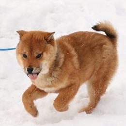 Dark Male - Red Shiba Inu puppy in Fairbanks, Alaska from Arctic Kennels (Pomskies, Akitas & Shibas)