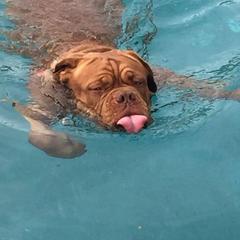 Dogue de Bordeaux All Grown Up from Chatsworth DDB