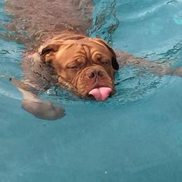 Dogue de Bordeaux All Grown Up from Chatsworth DDB