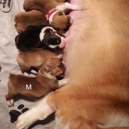 Pembroke Welsh Corgi Puppies from Benischek's P. W. Corgi's