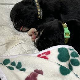 Boy Green - Black male Newfoundland puppy in Marysville, Washington from Black Lions Newfoundlands
