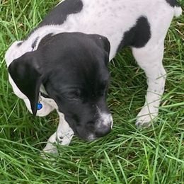 German Shorthaired Pointers from Salt City GSPs
