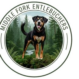 Entlebucher Mountain Dogs from Middle Fork Entlebuchers