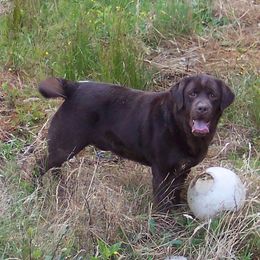 Ozzy - Labrador Retriever