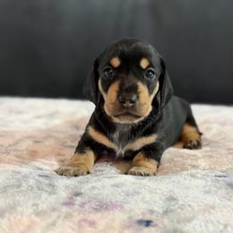 Black and Cream Smooth Female AKC - Black and cream female Dachshund puppy in Calera, Alabama from Southern Sky Dachshunds