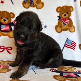 Root Beer - Black and red male German Shepherd puppy in Coplay, Pennsylvania from By My Side Germans Shepherds & Dobermans