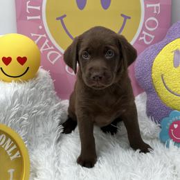 Teal - Chocolate female Labrador Retriever puppy in Heath Springs, South Carolina from Rich Hill Retrievers