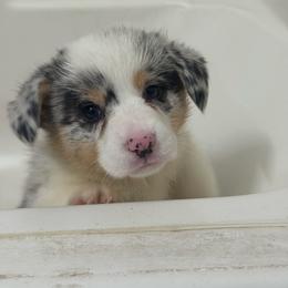 Binky - Blue merle and white male American Corgi puppy in Chowchilla, California from CalValley Kennels