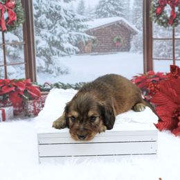 PERRY - AKC Registered - Red male Dachshund puppy in Graceville, Florida from Misty's 101 Doxies