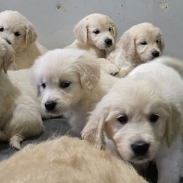 Boy 6 - Light golden male Golden Retriever puppy in Marysville, Washington from Alpine Valley Ranch-European English Cream Golden Retriever
