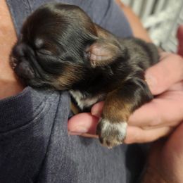 Boy 1 - Brindle male Shih Tzu puppy in Wyoming, Michigan from Shih Tzu Shenanigans